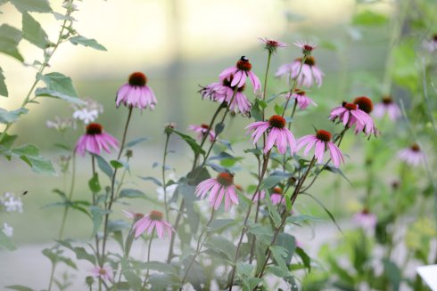 Kneipp-Heilpflanzengarten - Echinacea Detailansicht Echinacea (Sonnenhut)