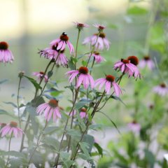 Detailansicht Echinacea (Sonnenhut)