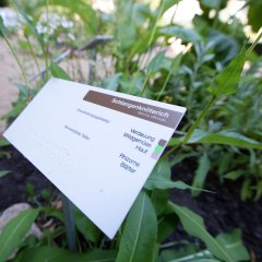 Detailansicht eines Pflanzenschildes