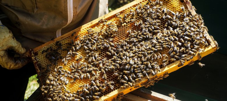 Bienendurchsicht im Garten Bienendurchsicht im Garten