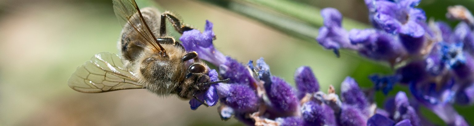Honigbiene an Lavendel