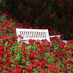 Bank im Blumenmeer im Kurpark Bad Schwalbach