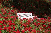 Bank im Kurpark Bank im Blumenmeer im Kurpark Bad Schwalbach