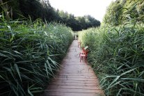 Begehbares Moor begehbares moor.JPG