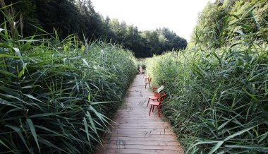 Sicht auf den Holzsteg im begehbaren Moor in Bad Schwalbach