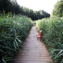 Sicht auf den Holzsteg im begehbaren Moor in Bad Schwalbach