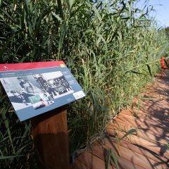 Infotafel Begehbares Moor