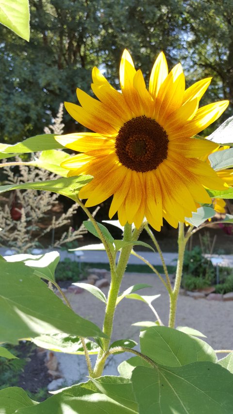 Sonnenblume Sonnenblume