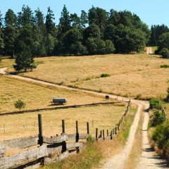 Sicht auf den Wanderweg am Krönchen in Niedergladbach
