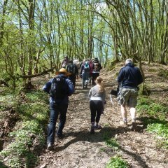Wandern auf den Wisperpfaden