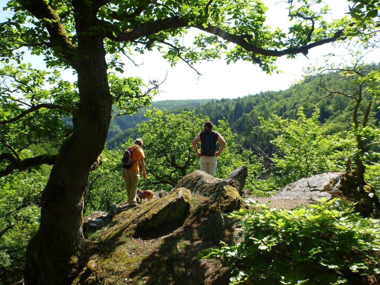 Blick vom Drachenfelsen im Wispertal