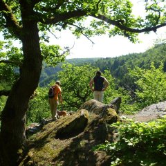 Blick vom Drachenfelsen im Wispertal