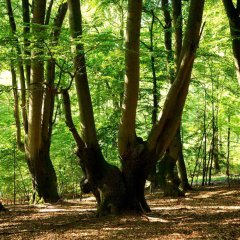 Gebückbäume in Obergladbach
