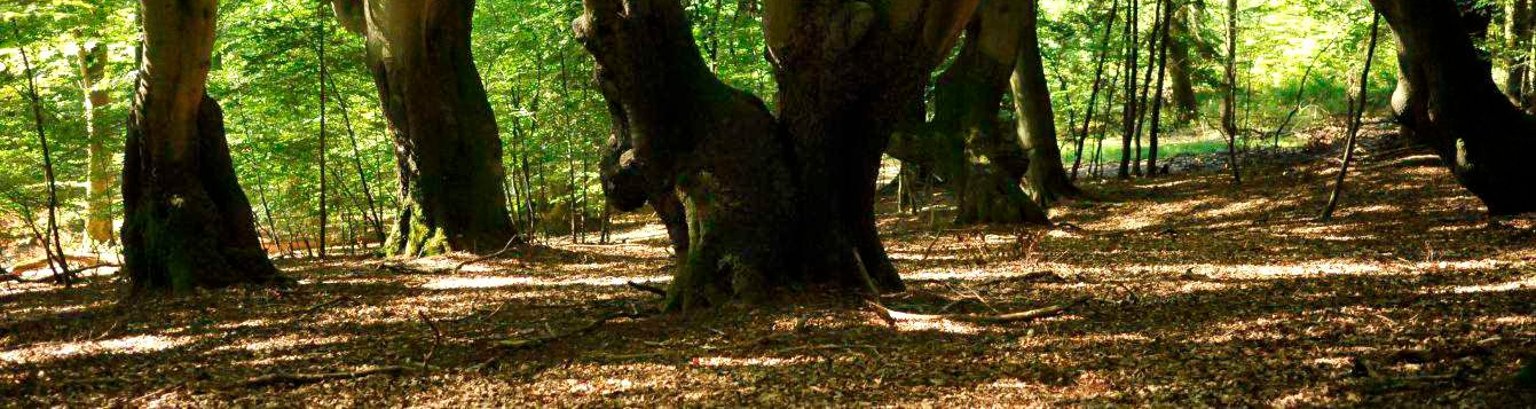 Gebückbäume in Obergladbach