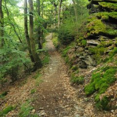 Blick auf den Wispertaunusweg - die Nauroder Schweiz