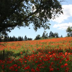 Stadtansicht Mohnfeld