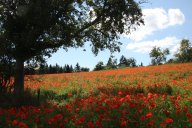 Stadtansicht Mohnfeld Bruns.JPG